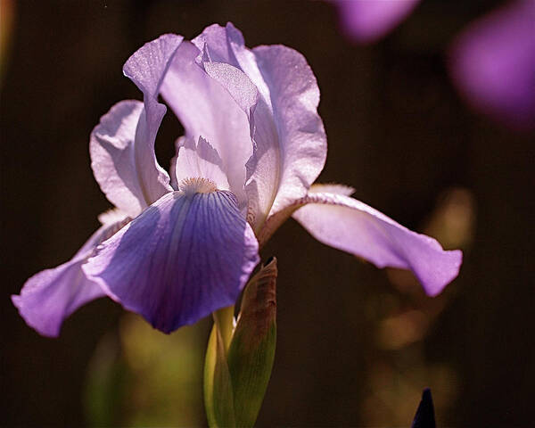 Iris Poster featuring the photograph Iris Aglow by Rona Black