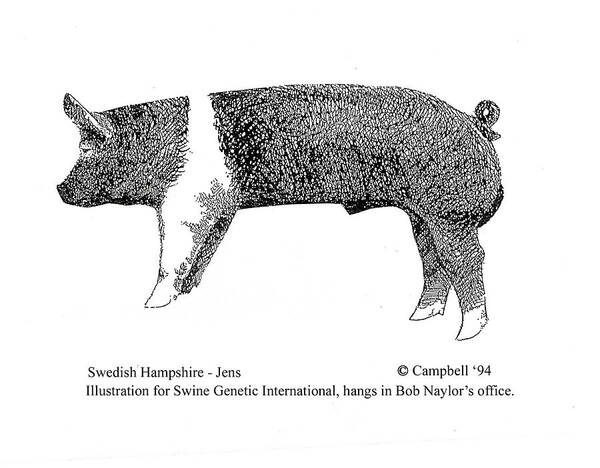  Swedish Hampshire Poster featuring the drawing Swedish Hampshire #1 by Larry Campbell