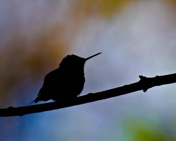 Ruby-throat Hummingbird Poster featuring the photograph Just Chillin by Robert L Jackson
