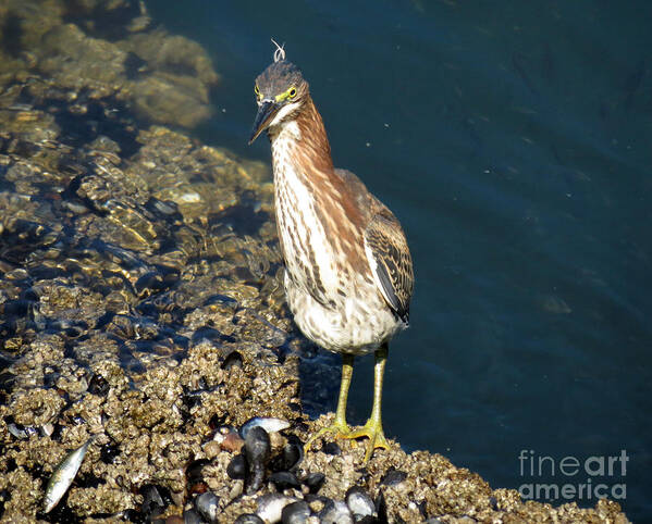 Heron Poster featuring the photograph Juvenile Green Heron II by Gayle Swigart