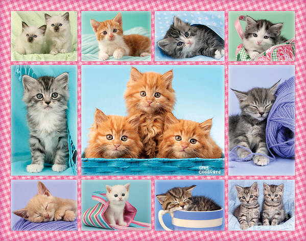 Cat Poster featuring the digital art Kittens Gingham Multi-pic by MGL Meiklejohn Graphics Licensing