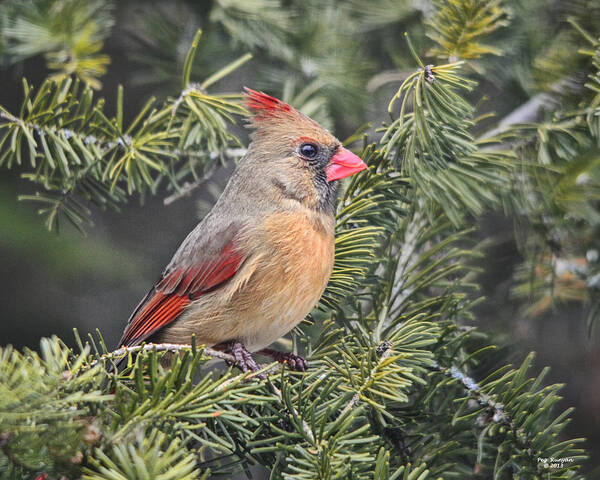 Cardinal Poster featuring the photograph Lady Cardinal in the Pines by Peg Runyan