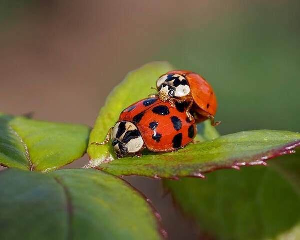 Ladybugs Poster featuring the photograph Ladybird Coupling by Rona Black
