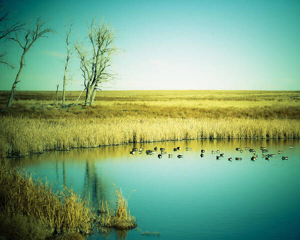 Late Poster featuring the photograph Late Day Ducks by Marilyn Hunt