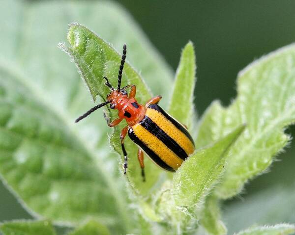 Lema Daturaphila Poster featuring the photograph Leaf Beetle by Doris Potter