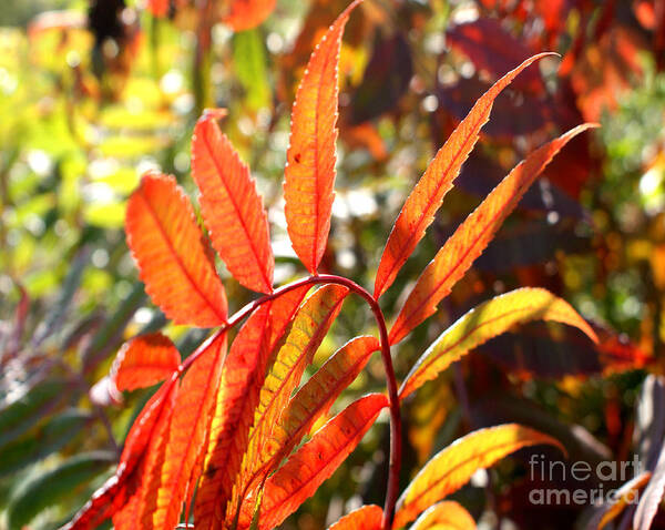 Leaves Poster featuring the photograph Leaf Spiral by Valerie Fuqua