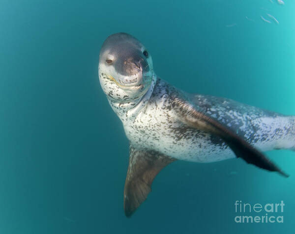 00345529 Poster featuring the photograph Leopard Seal South Shetland Islands by Yva Momatiuk John Eastcott