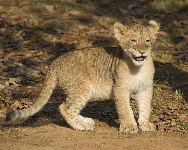 Lion Poster featuring the photograph Lion Cub Smile by Jack Nevitt