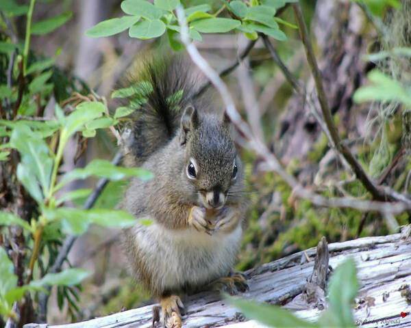 Wildlife Poster featuring the photograph Look At What I Found by Rhonda McDougall