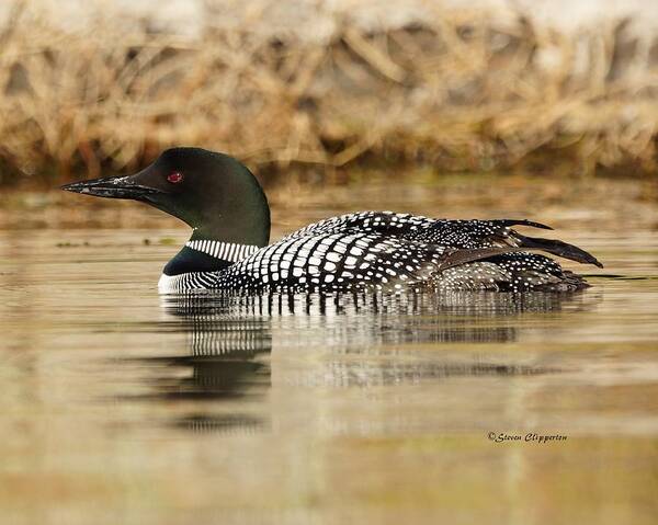 Loon Poster featuring the photograph Loon 11 by Steven Clipperton