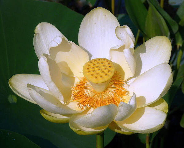 Lotus Blossom Poster featuring the photograph Lotus Blossom # 1 by Jim Whalen