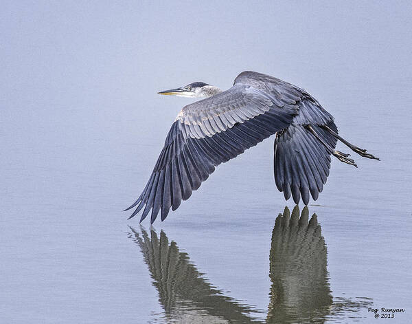 Heron Poster featuring the photograph Low Flying Heron by Peg Runyan