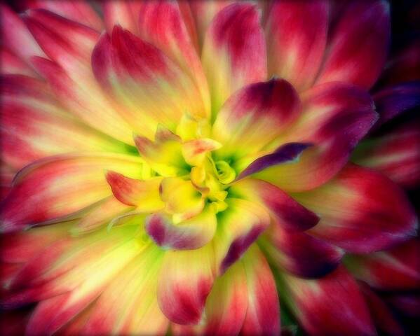 Dahlia Poster featuring the photograph Magical by Karen Wiles