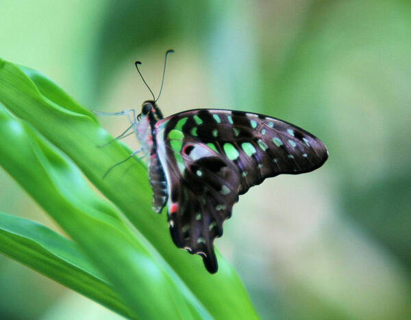 Malachite Butterfly Poster featuring the photograph Malachite Butterfly by John Dart