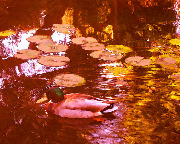 Landscapes Poster featuring the painting Malard Duck on Pond 3 by Amy Vangsgard