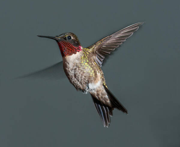 Male Hummingbird Poster featuring the photograph Male Ruby-Throated Hummingbird 1 by Lara Ellis