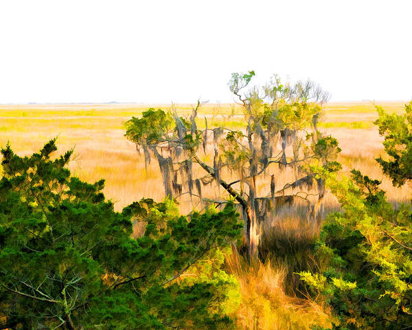 Marsh Poster featuring the photograph Marsh Cedar Tree and Moss by Ginger Wakem