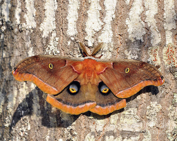 Giant Silk Moth Poster featuring the photograph Marvelous Moth by Al Powell Photography USA