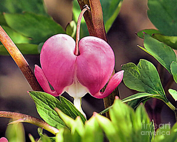 Bleeding Heart Poster featuring the photograph Mays Bleeding Heart by Janice Drew