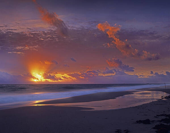 00175852 Poster featuring the photograph McArthur Beach At Sunrise by Tim Fitzharris