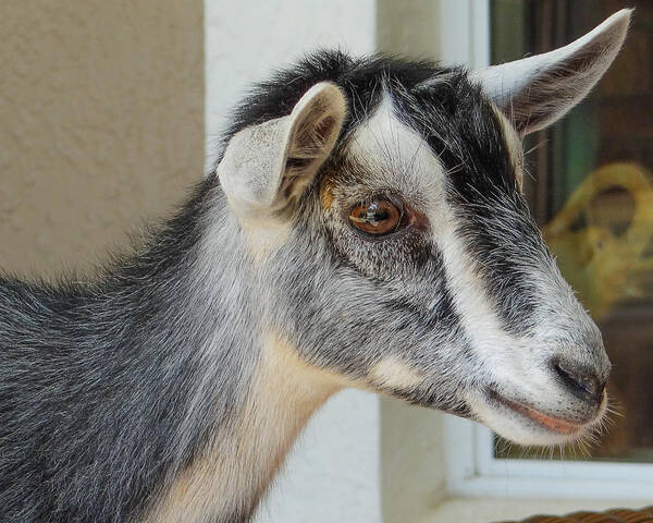 Farm Animal Poster featuring the photograph Miniature GOAT by Dennis Dugan