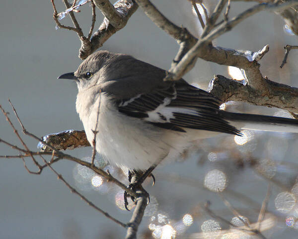 Wildlife Poster featuring the photograph Mockingbird in Winter by William Selander