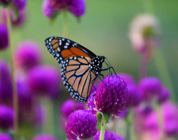 Monarch Butterfly Poster featuring the photograph Monarch on Purple Flowers by John Dart