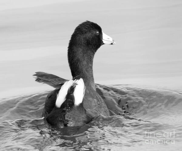 Christian Poster featuring the photograph Monochrome American Coot by Anita Oakley