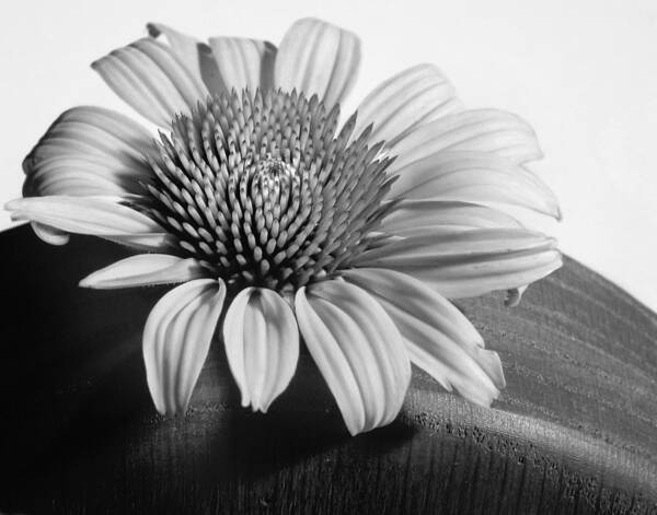 Black And White Poster featuring the photograph Monochrome Coneflower by David and Carol Kelly