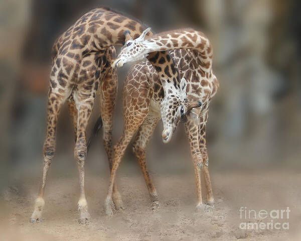 Giraffe Poster featuring the photograph Mother's Love by TN Fairey