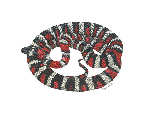 Herpetology Poster featuring the painting Mountain King Snake by Cindy Hitchcock