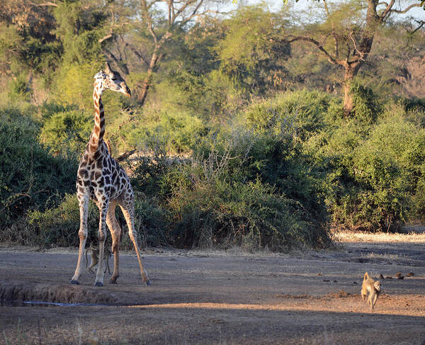 Giraffe Poster featuring the photograph Move Along by Allan McConnell