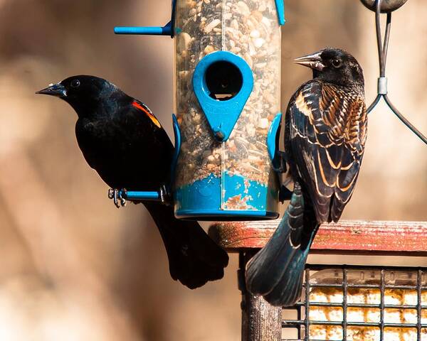 Red Winged Blackbird Poster featuring the photograph Mr. and Mrs. Red Winged Blackbird by Robert L Jackson