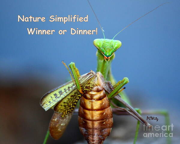 Nature Simplified Poster featuring the photograph Nature Simplified by Patrick Witz