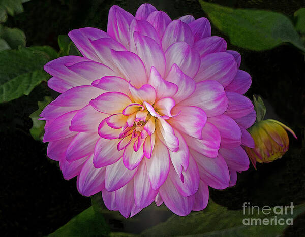 Flower Poster featuring the photograph Neon Dahlia Duo by Ann Horn