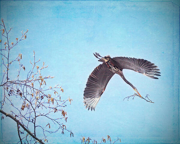 Heron Poster featuring the photograph Nesting Heron by Peggy Collins