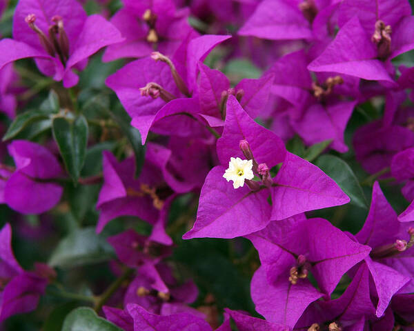 Bougainvillea Poster featuring the photograph New River Bougainvillea by Rona Black