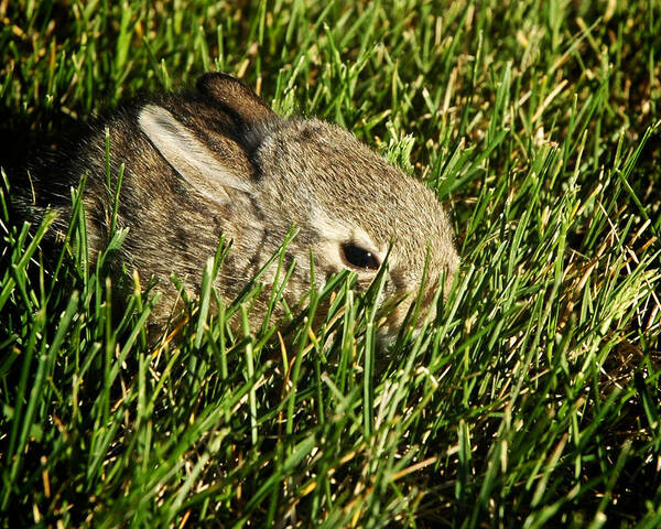 Animals Poster featuring the photograph The Baby Cottontail by Mary Lee Dereske