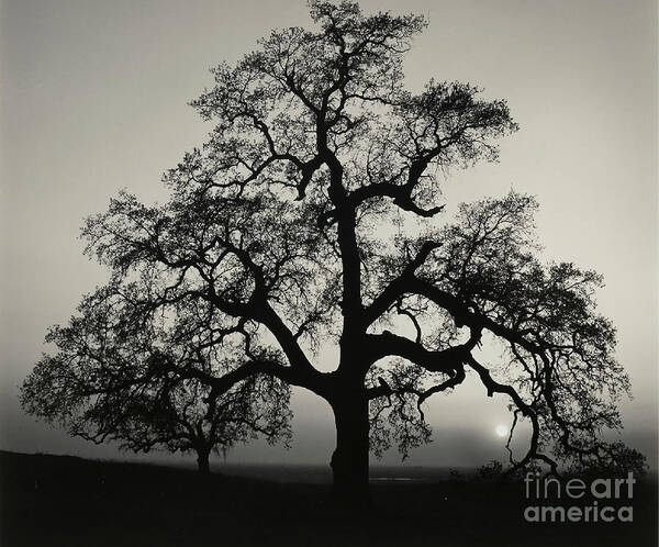 Black And White Poster featuring the photograph Oak Tree Sunset near Sacramento by Ansel Adams