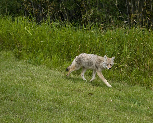 Coyote Poster featuring the photograph On Its Own by Rhonda McDougall