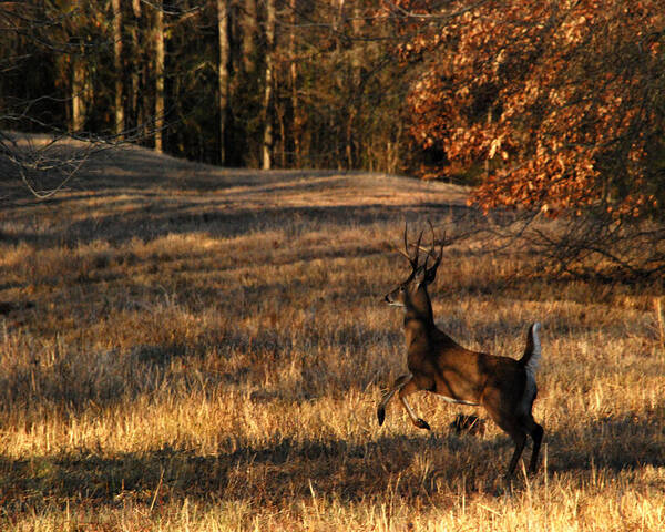 Deer Poster featuring the photograph On the Run by Pamela Peters