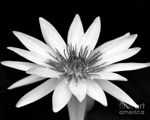 Water Lily Poster featuring the photograph One Black and White Water Lily by Sabrina L Ryan