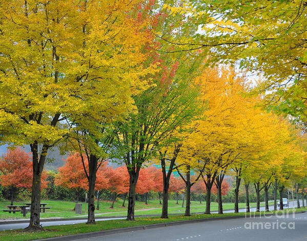 Fall Poster featuring the photograph Row Of Trees by Kirt Tisdale