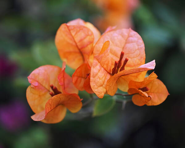 Bougainvillea Poster featuring the photograph Orange Bougainvillea by Rona Black