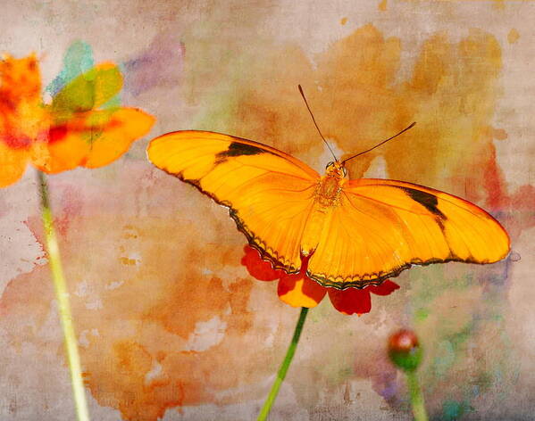 Landscape Poster featuring the photograph Orange Butterfly by Virginia Folkman