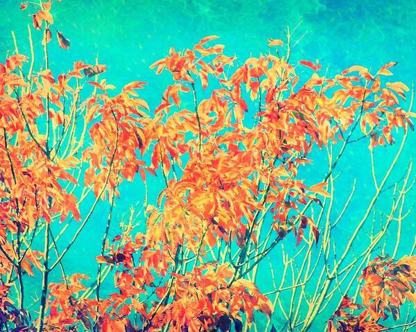 Leaves Poster featuring the photograph Orange Leaves and Turquoise Sky by Elizabeth Budd