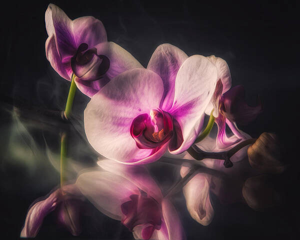 Still Life Poster featuring the photograph Orchid Dreams by Joshua Minso