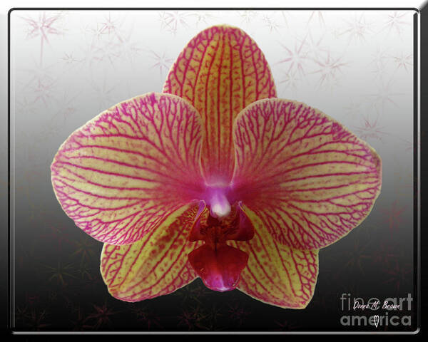 Flower Poster featuring the photograph Orchid with Stars by Donna Brown