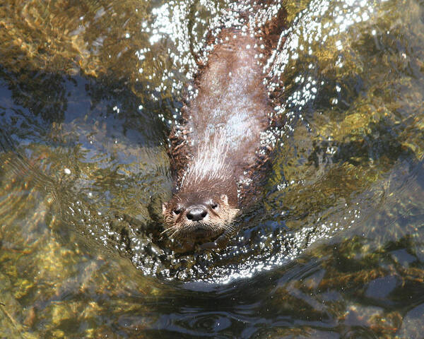 Otter Poster featuring the photograph Otter in Florida by Jean Clark