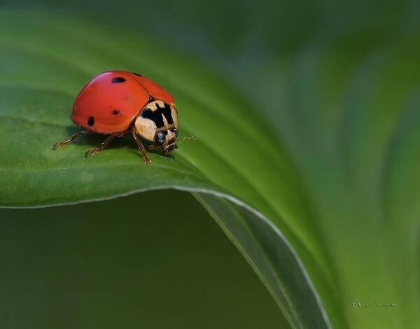 Ladybug Poster featuring the photograph Out For A Stroll by Vickie Szumigala